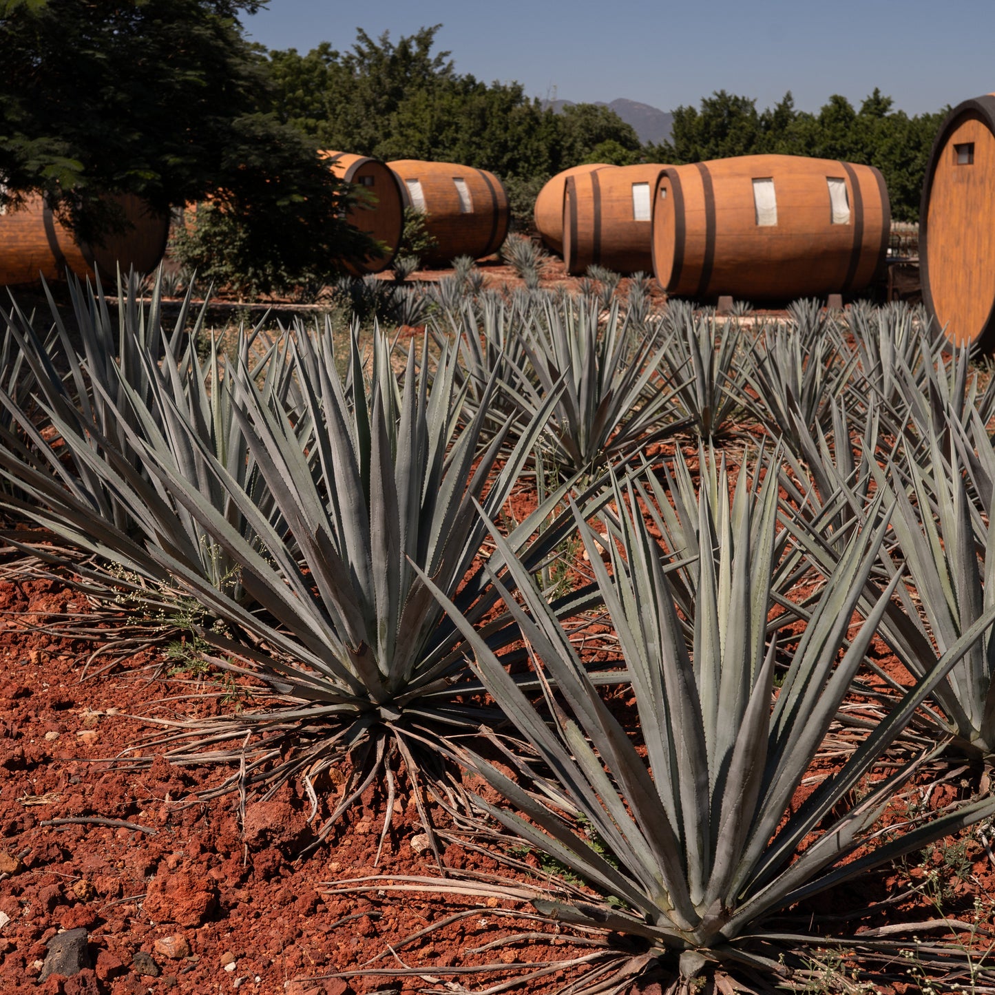 Tequila barrels and agave plants in a field under a clear blue sky.
